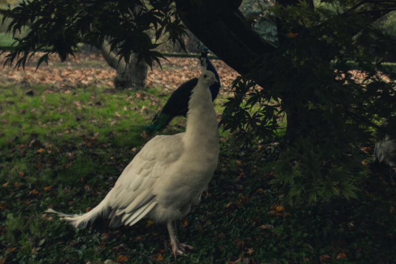 Saiga + Lambda – Steppenlord Tour | EXPO /|\