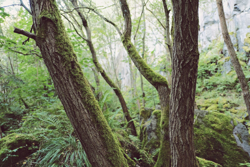 psy-high IV fire | EXPO /|\