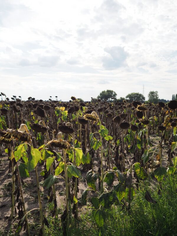 Hájenka XI | EXPO /|\